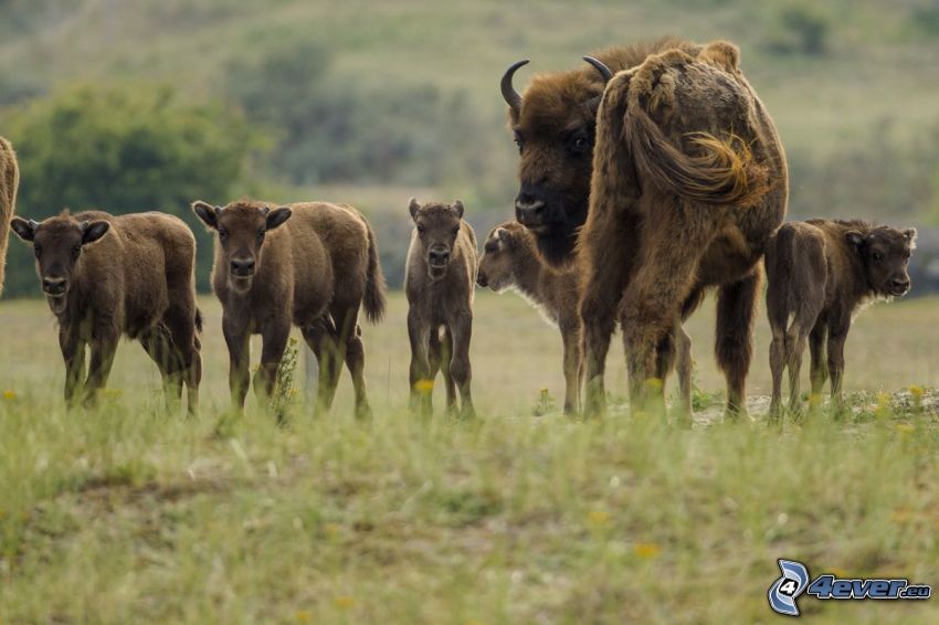european bisons, cubs