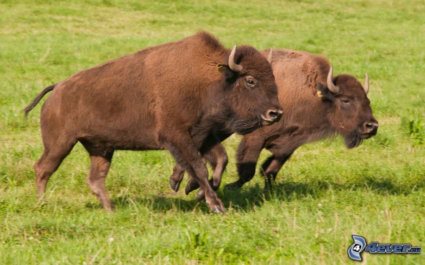 european bisons, running