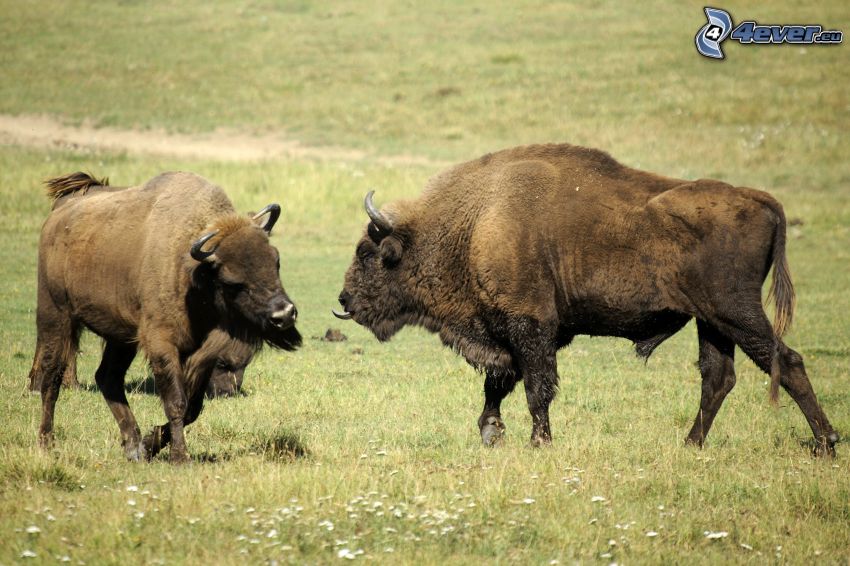 european bisons