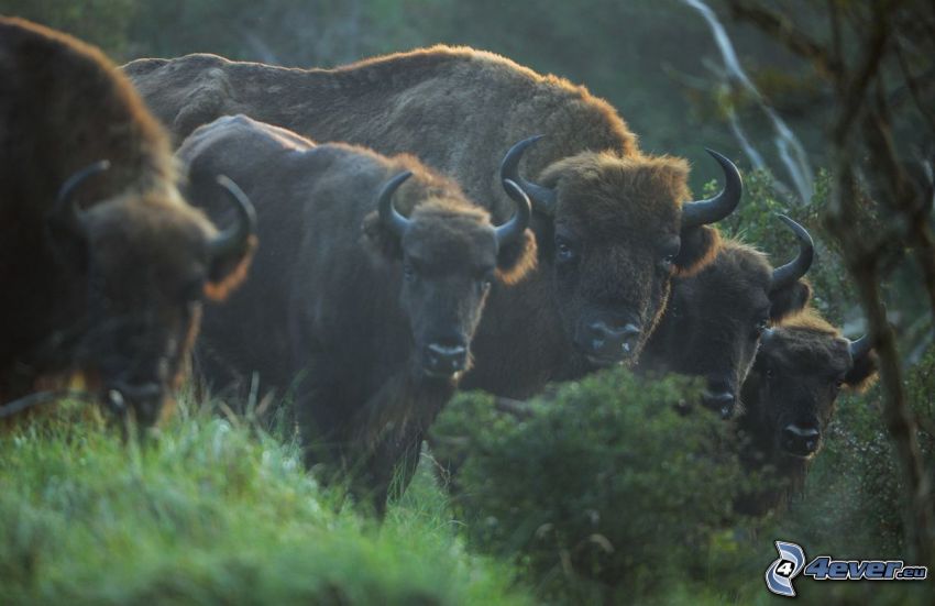 european bisons