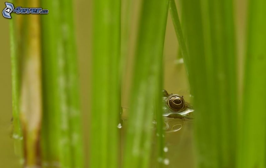 eye, frog, leaves, water
