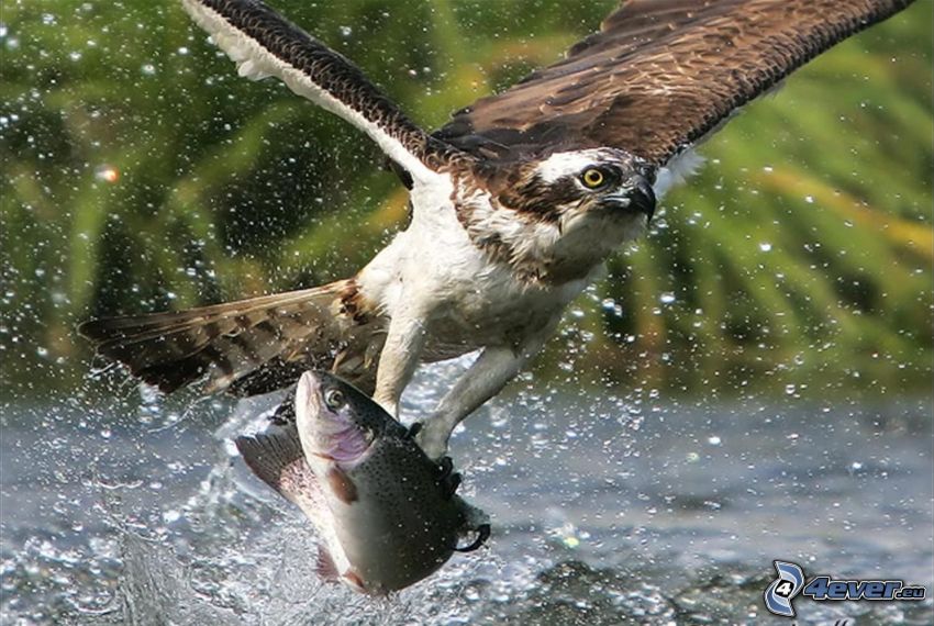 falcon, trout, catch