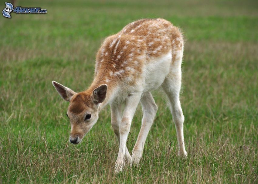 Fallow Deer, cub