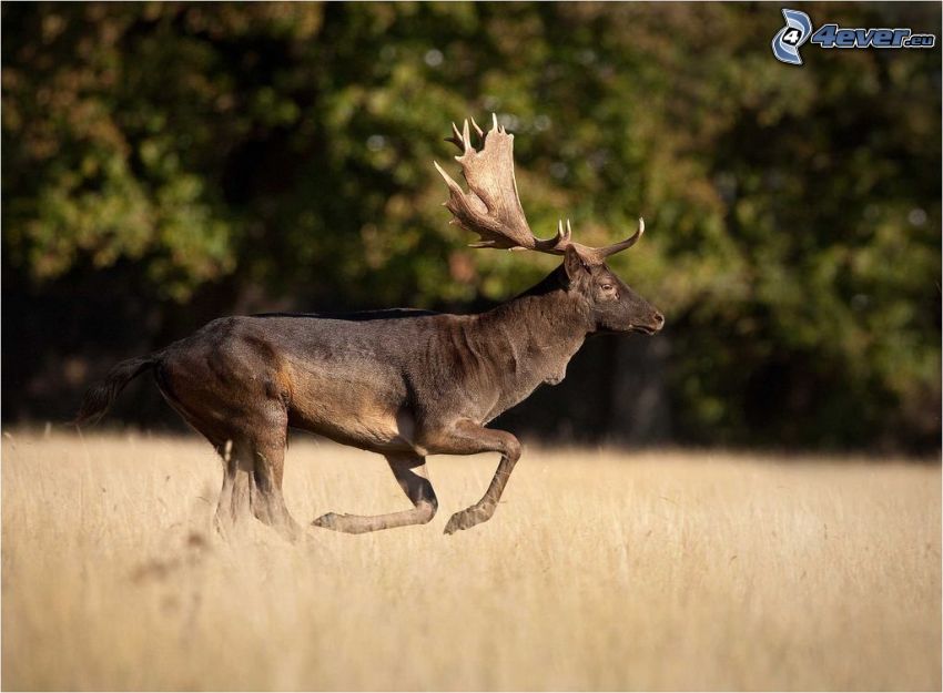 Fallow Deer, running