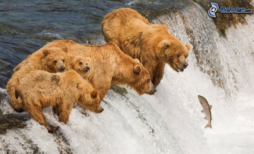 family of grizzly bears, bears over waterfall, stream, salmon