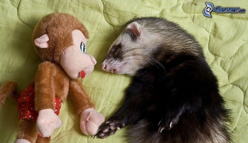 ferret, cuddly toy, monkey, sleep