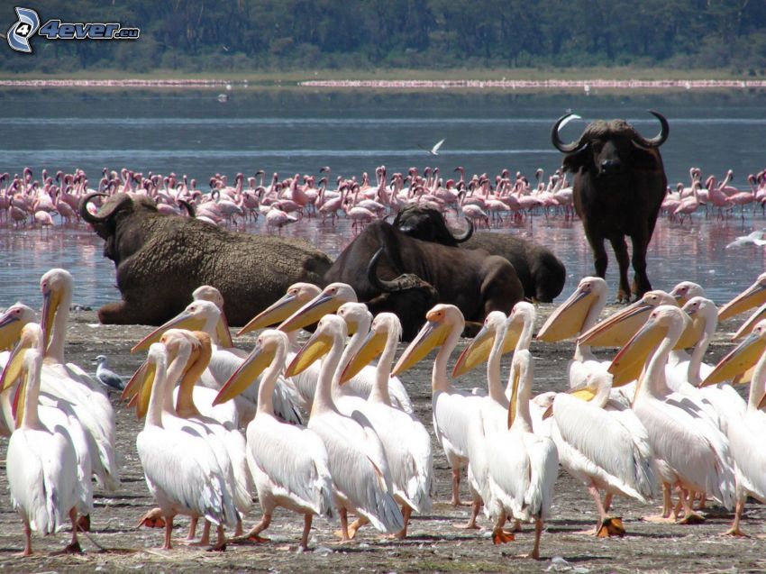 flamingos, byvoly, Nakuru, lake