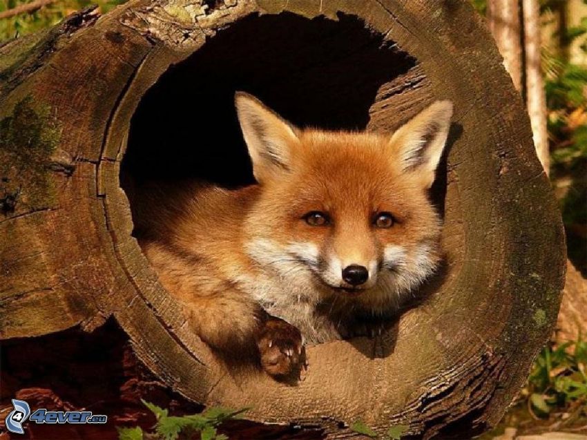 fox, branch