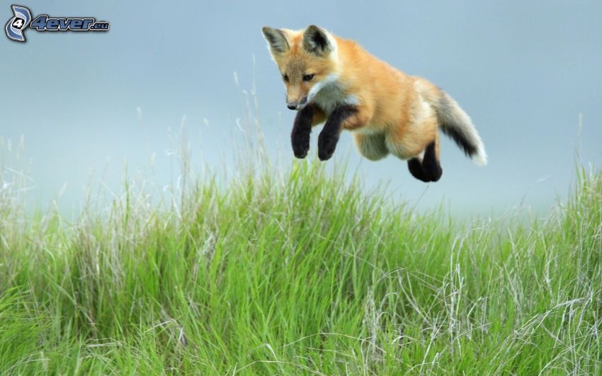 fox, cub, high grass, jump