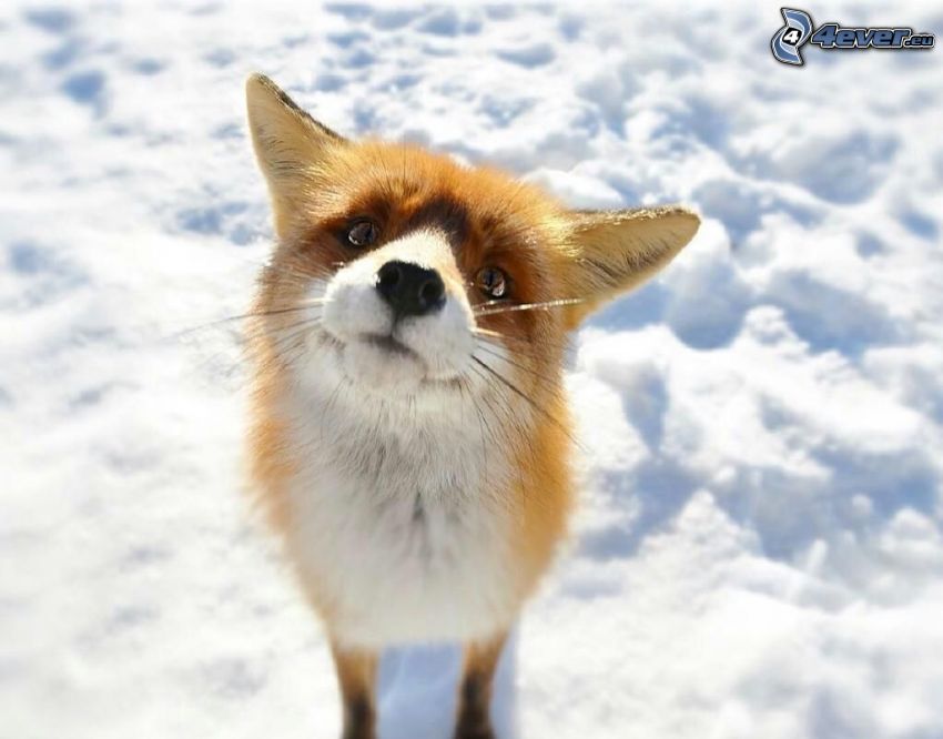 fox, cub, snow
