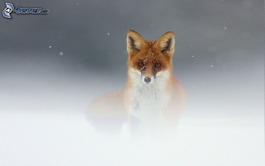fox, fog