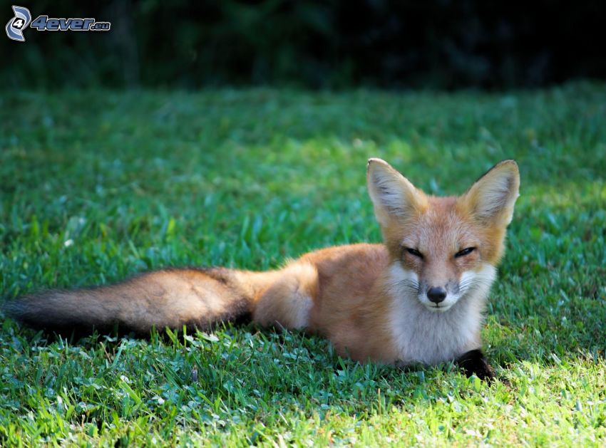 fox, grass