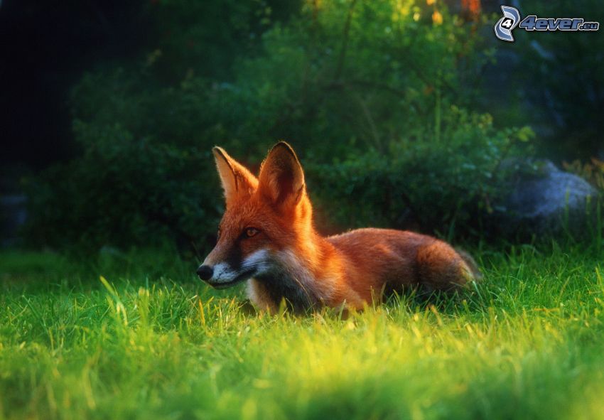 fox, grass