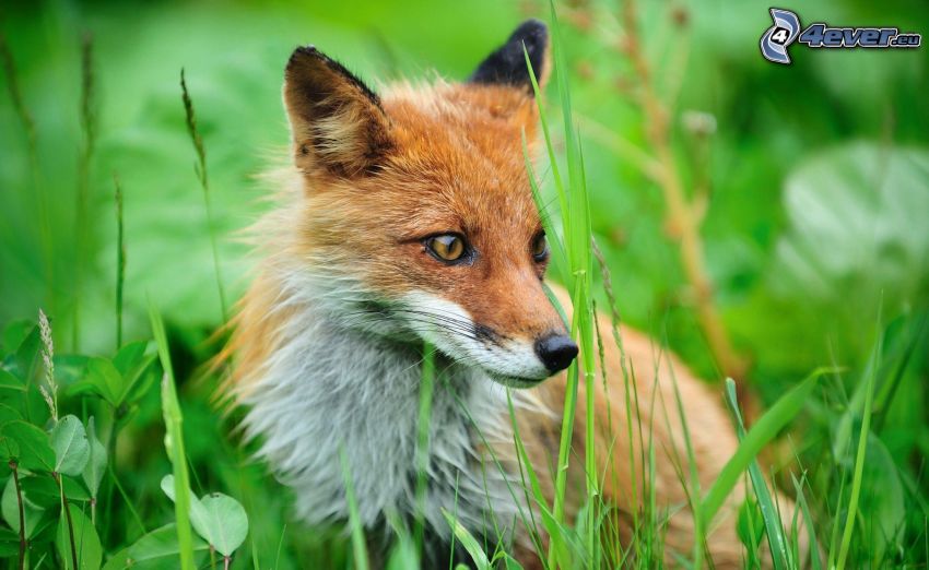 fox, green grass