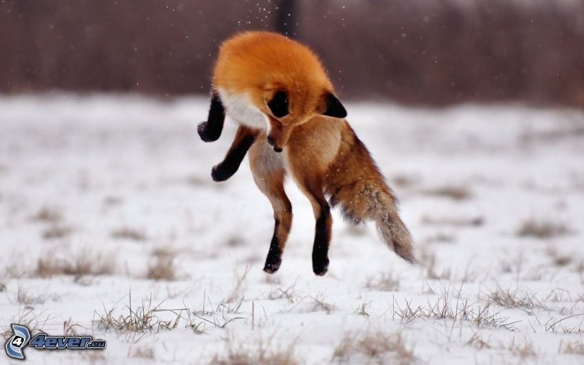 fox, jump, snow