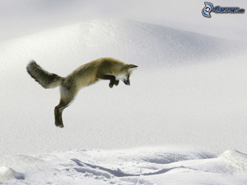 fox, jump, snow