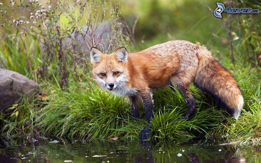 fox, lake