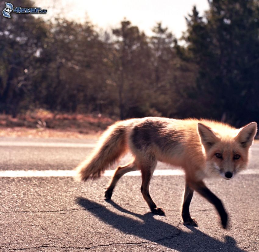 fox, road, forest