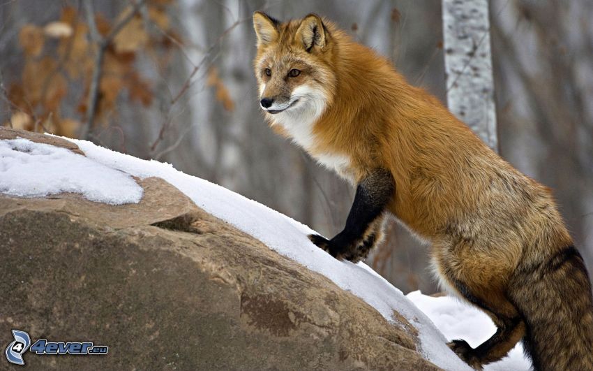 fox, rock, snow