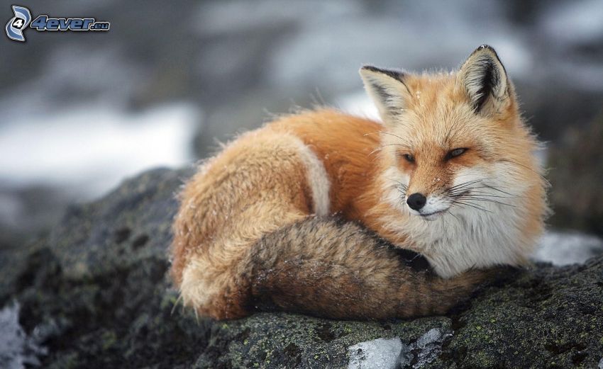 fox, rock