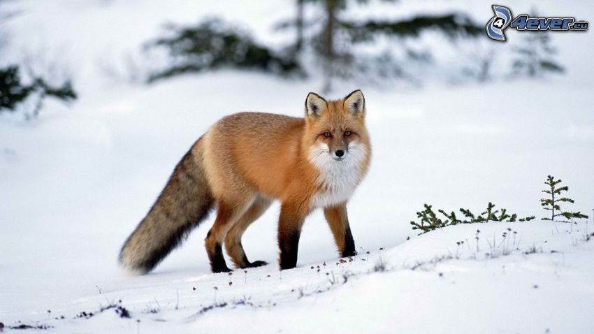 fox, snow