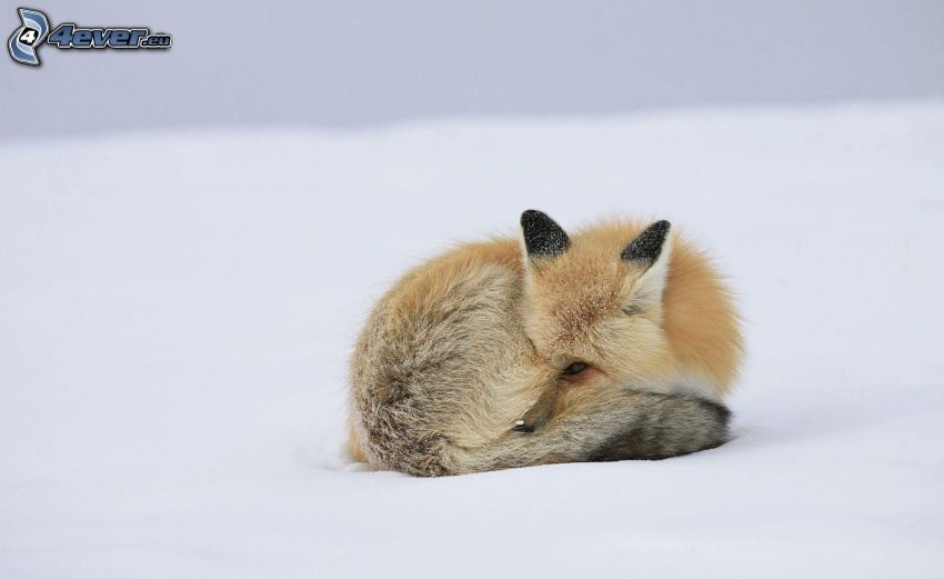 fox, snow