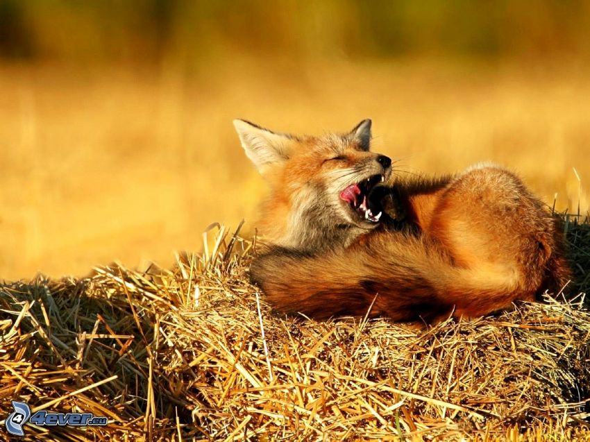 fox, yawn, hay