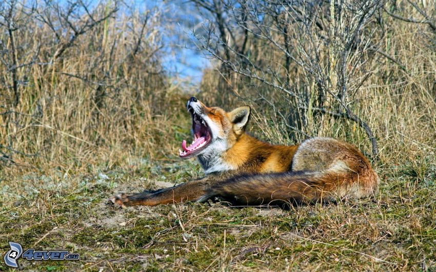 fox, yawn