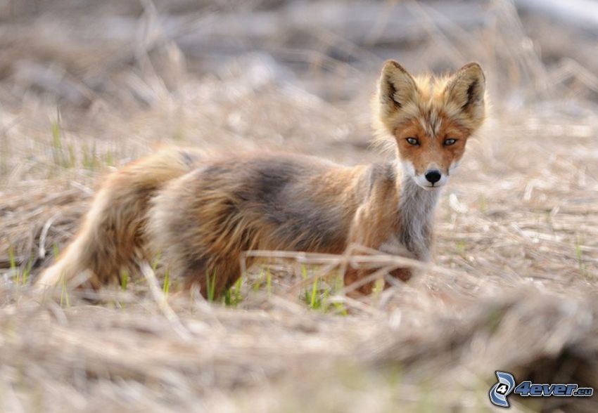 fox in the field