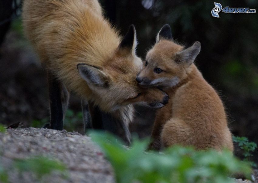foxes, cub