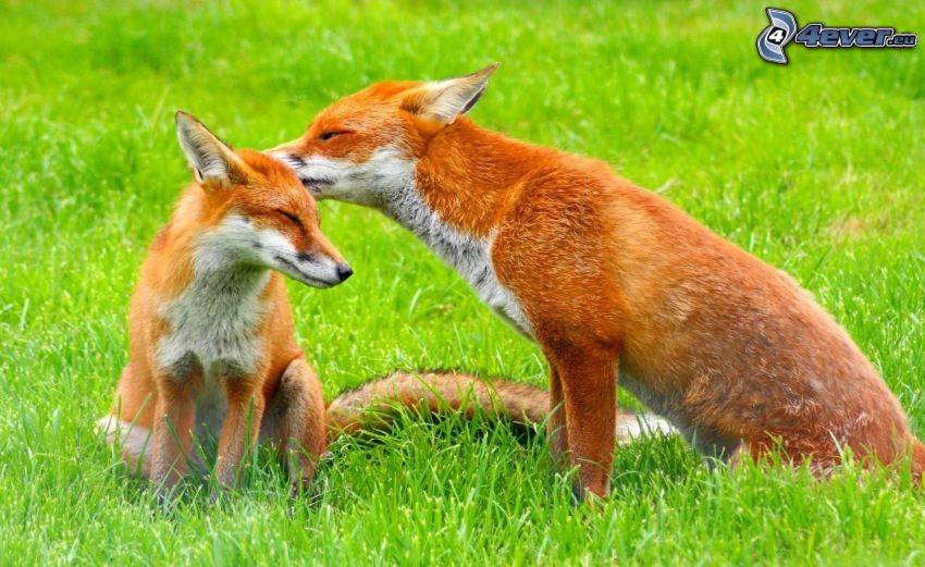 foxes, grass