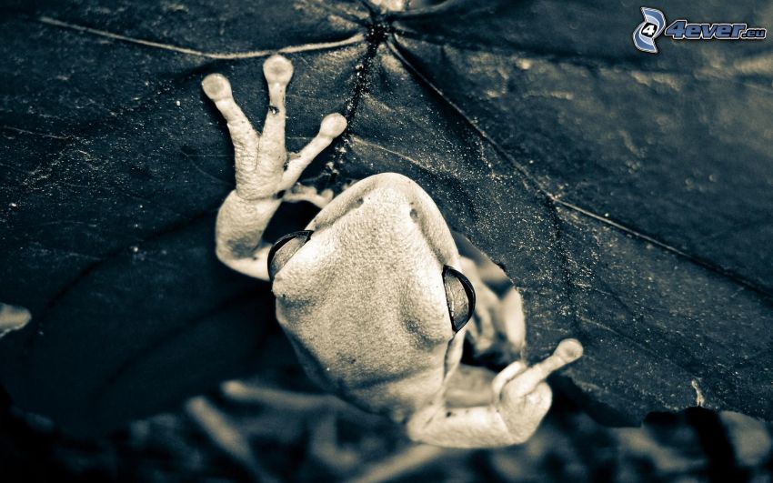 frog, leaf, black and white