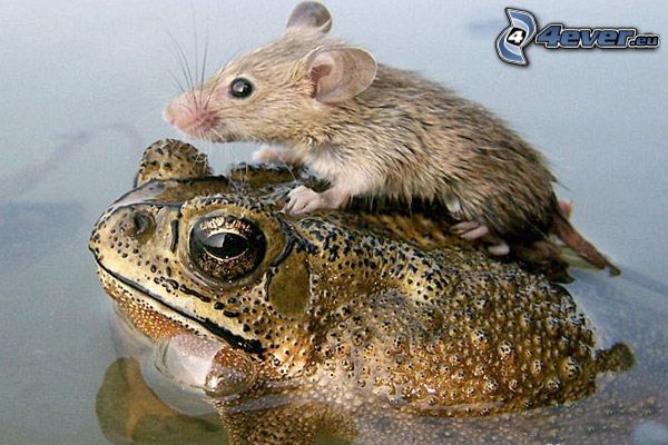 frog, mouse, lake, water
