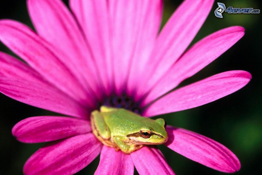 frog, pink flower