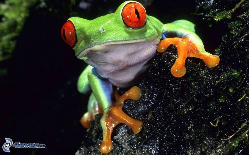 frog, stone