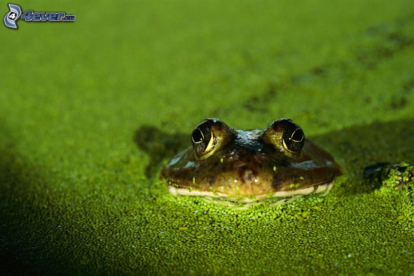 frog, swamp