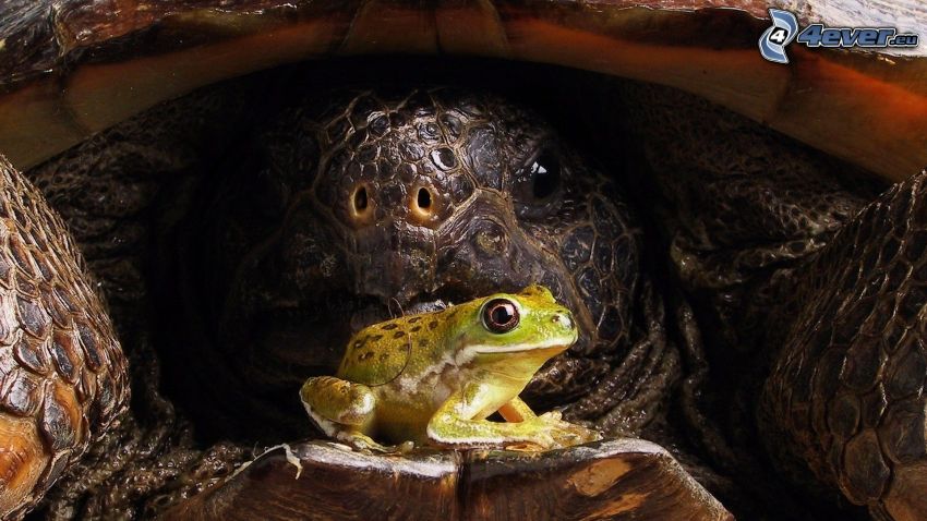 frog, turtle