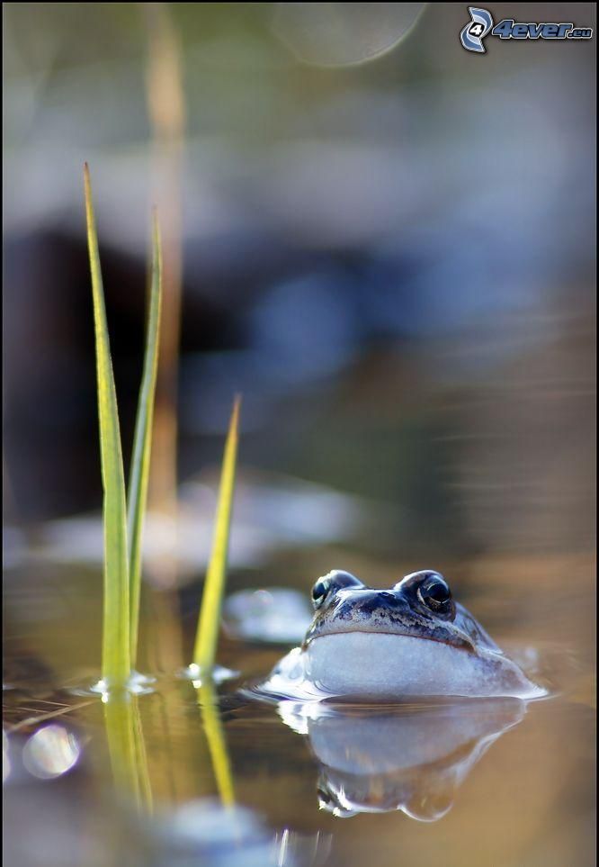 frog, water, blades of grass