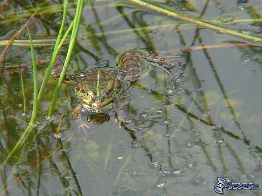 frog, water
