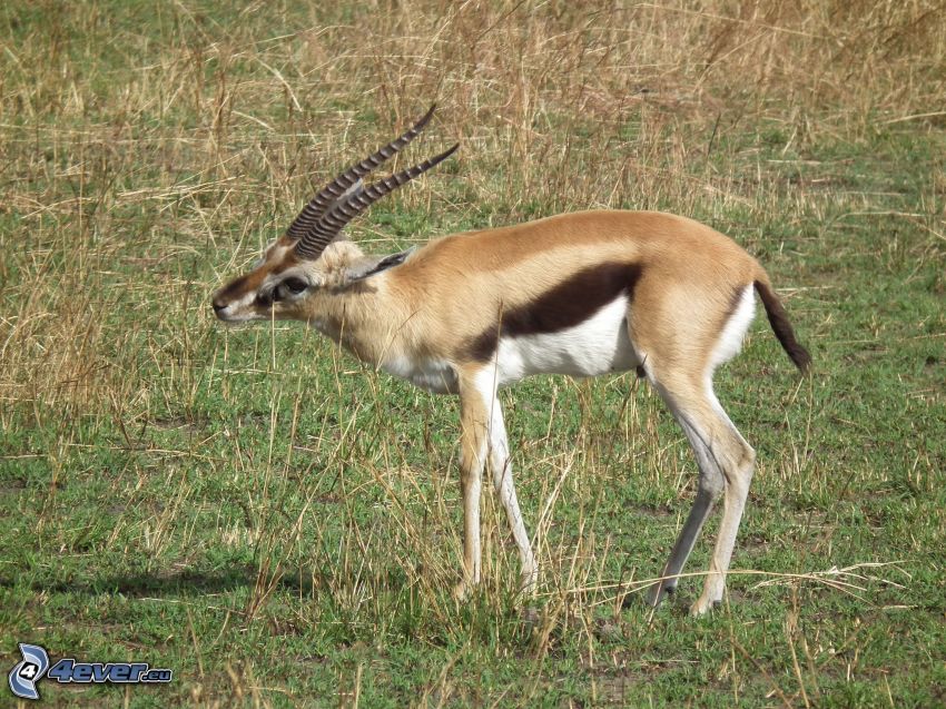 gazelle, dry grass