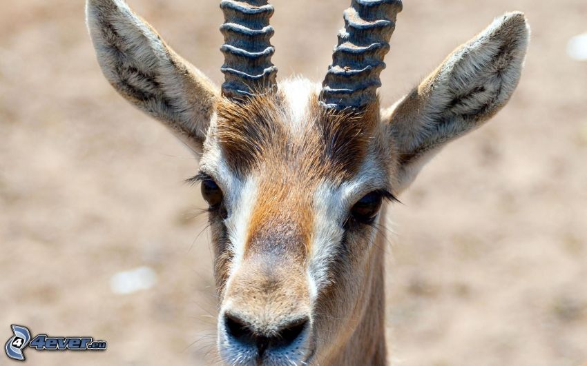gazelle, head