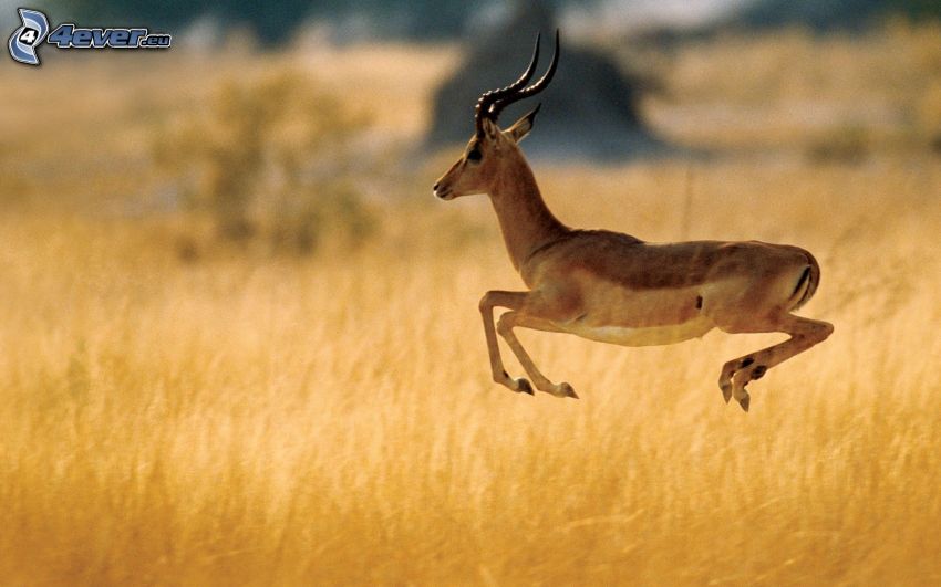 gazelle, jump, dry grass