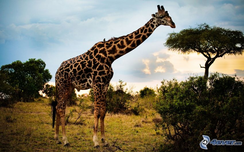giraffe, trees