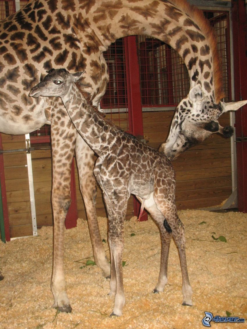 giraffe offspring, giraffe family