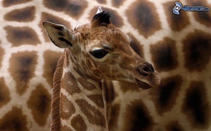 giraffe offspring