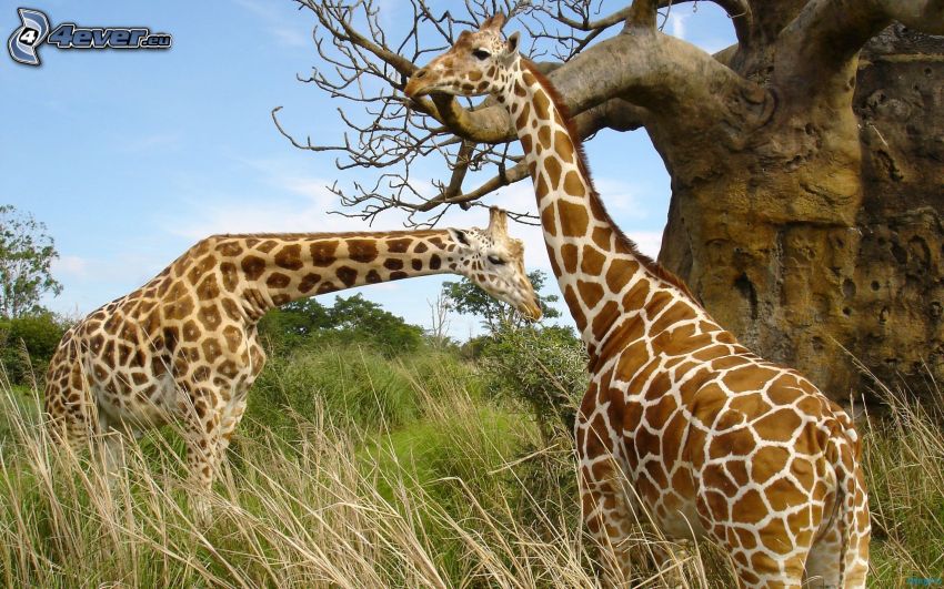 giraffes, huge tree, high grass, dry grass
