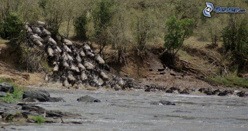 gnus, River, herd animals