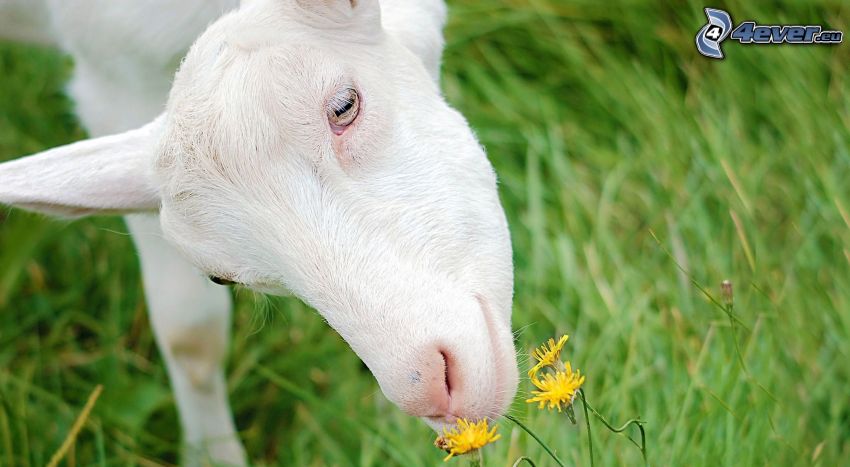 goat, yellow flowers