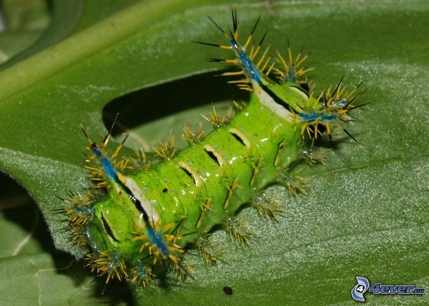 green caterpillar, leaf