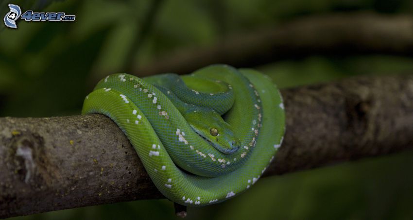 green snake, branch